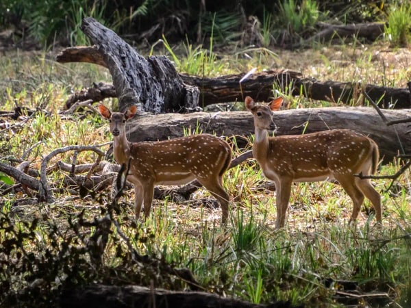 Yala National Park Safari Experience from Mirissa